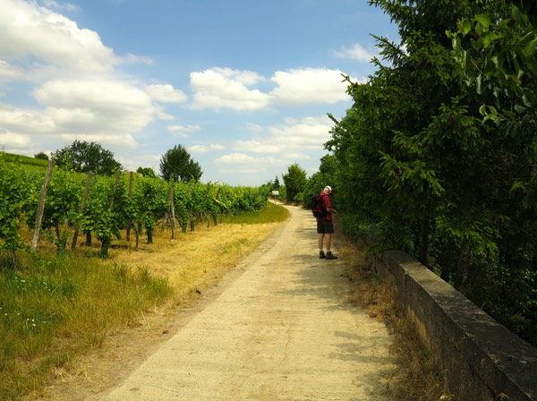 Rondje viticole Marlenheim